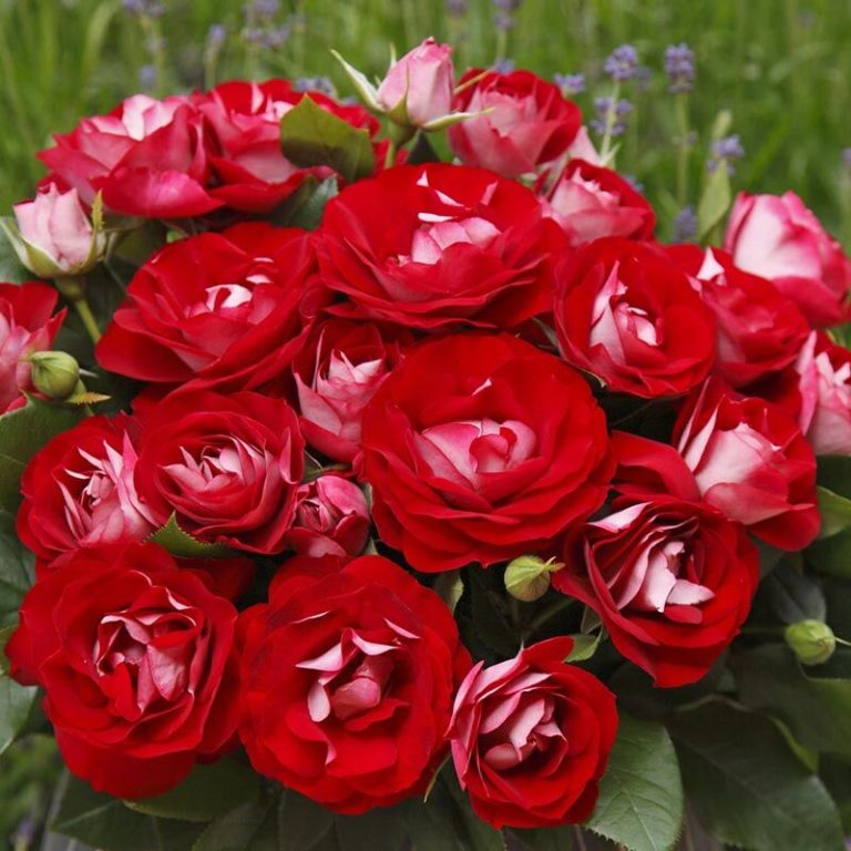Rose der Einheit, Розе дер Айнхайт, W