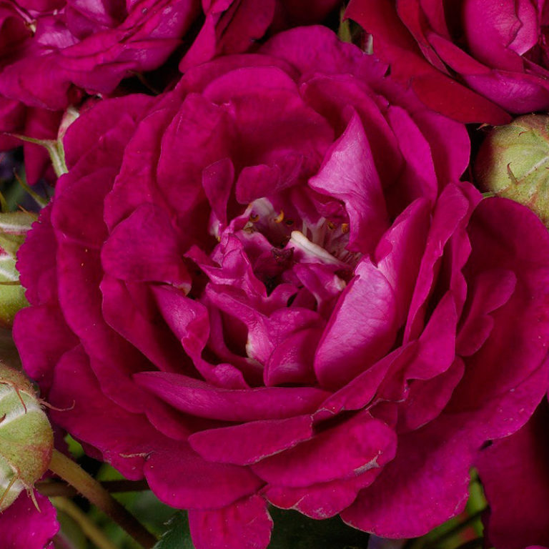 Rosengarten Zweibrucken, Розенгартен Цвайбрюкен, Christopher H
