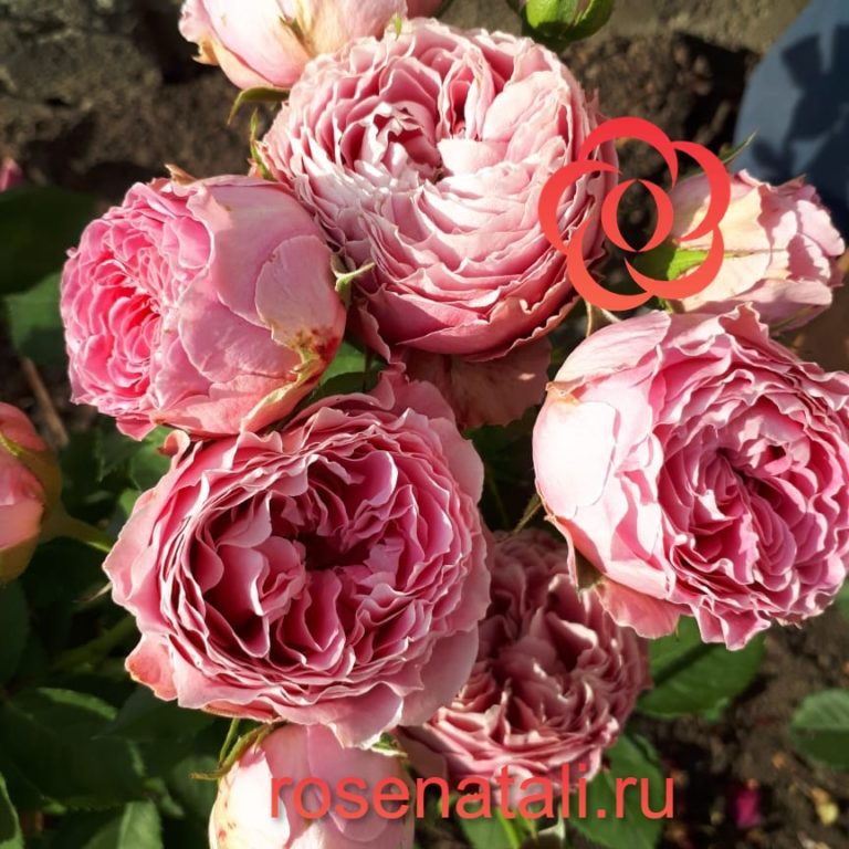 Розовая спрей роза 1
