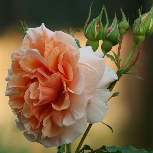 Silvina Donvito (Сильвина Донвито), Barni, Италия, 2001