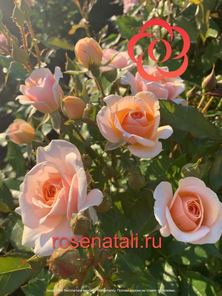 Sweet Honey (Свит Хати) W
