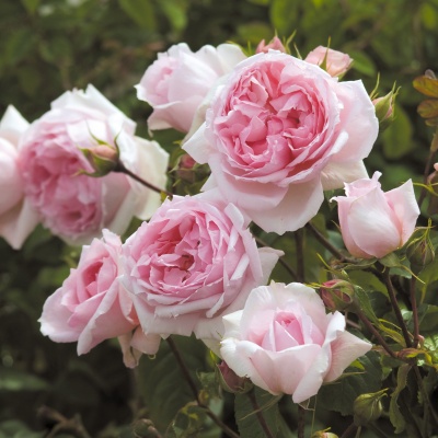 The Wedgwood Rose, Зе Уэджвуд Роуз, David Austin, 2009