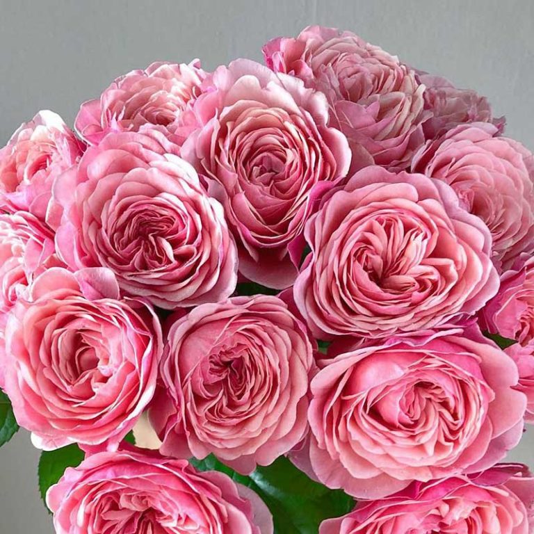 Victorian Pink (Викториан Пинк ), Нидерланды