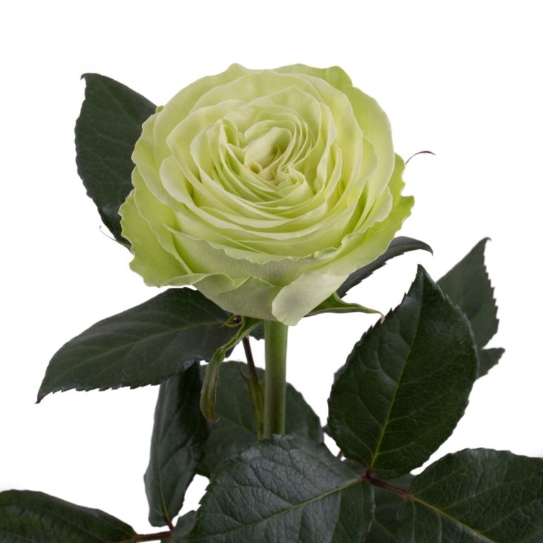 Wasabi, Васаби, Subati Flowers Ltd, Кения