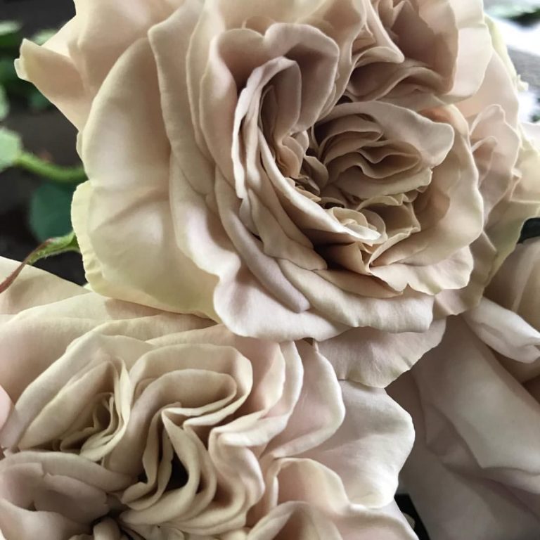 Westminster Abbey (Вестминстерское аббатство), Schreurs Roses Нидерланды, 2018