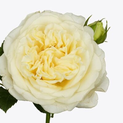 НОВИНКА White Ashley (Вайт Эшли), Rosen Tantau, 2017