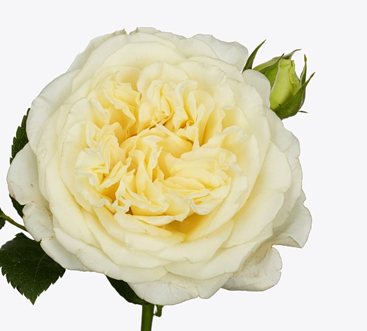 White Ashley (Вайт Эшли), Rosen Tantau, 2017