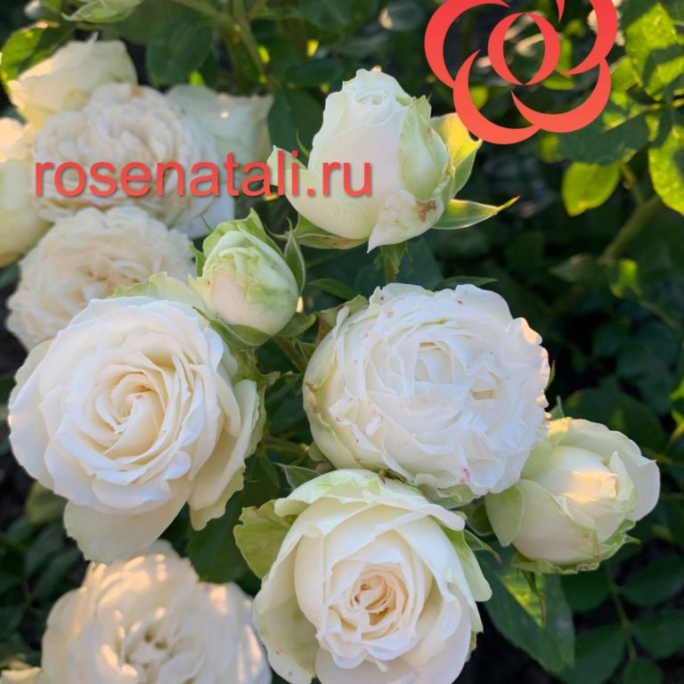White (Miss) Bombastic (Белый (Мисс) Бомбастик), Interplant Roses Нидерланды, 2014 2